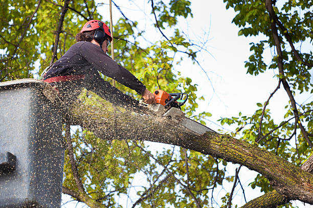 Best Tree Cutting Near Me  in Shelley, ID